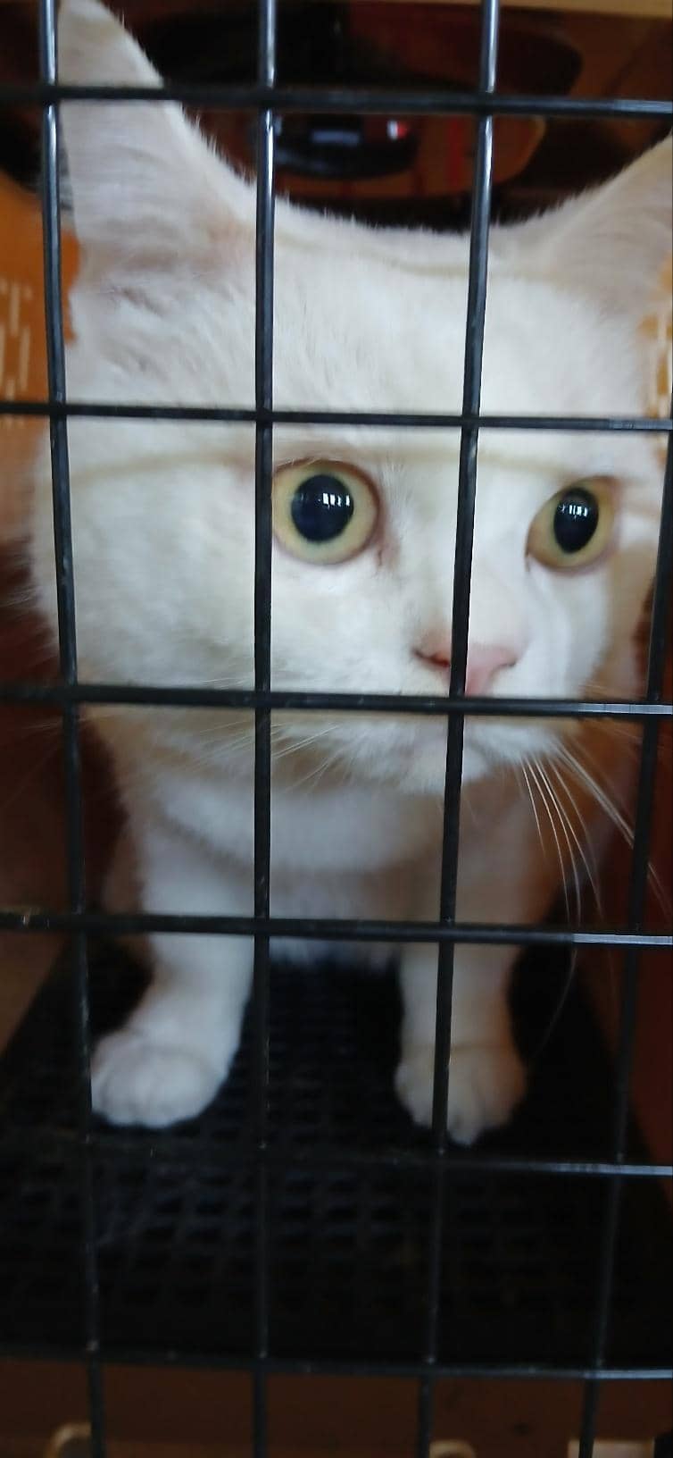 흰색 한국 고양이, 수컷 · 3살 추정 · 1.5kg