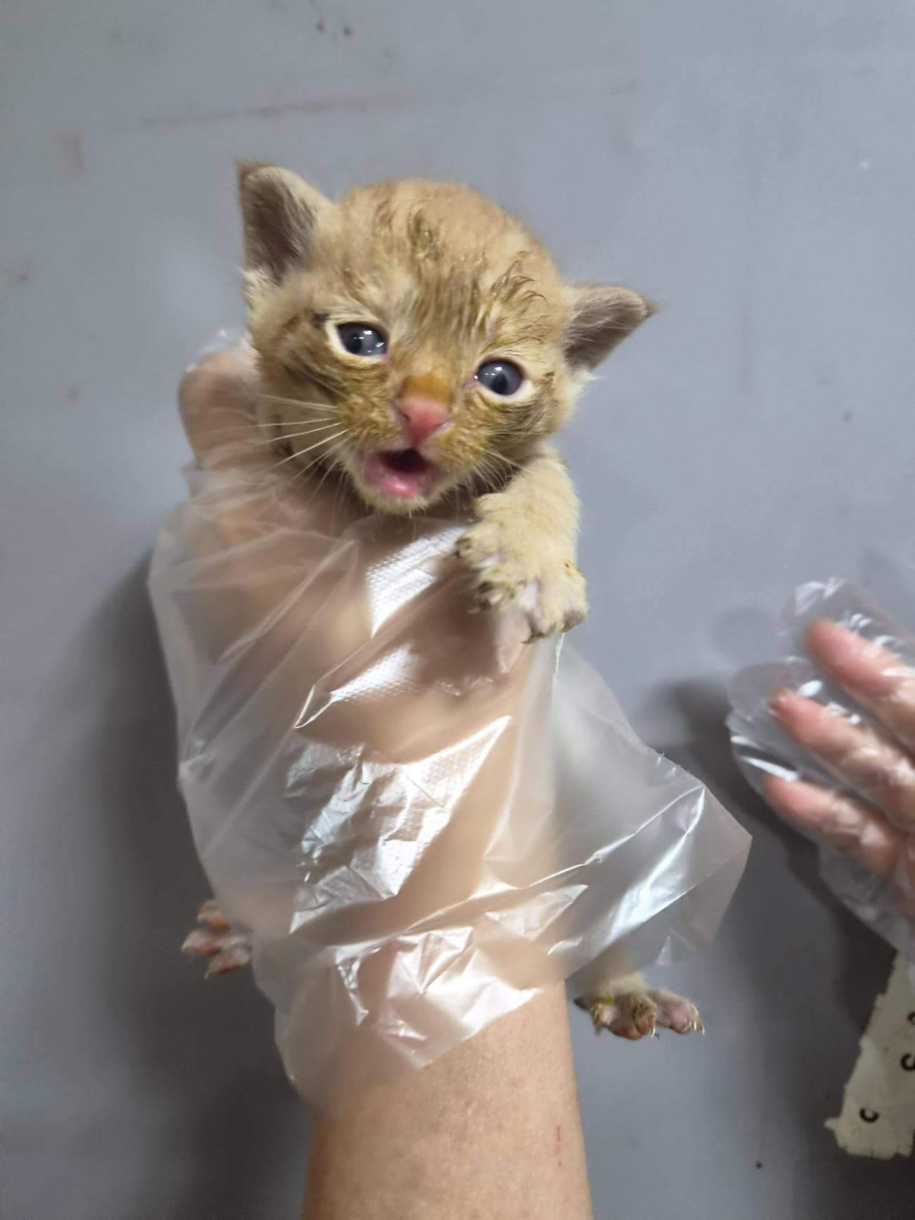 평행·전체·부분줄무늬 한국 고양이, 수컷 · 생후 2개월 미만 · 0.25kg