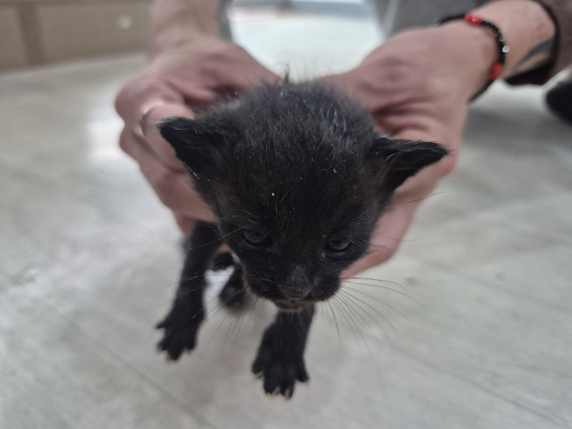 검정색 한국 고양이, 암컷 · 생후 2개월 미만 · 0.15kg