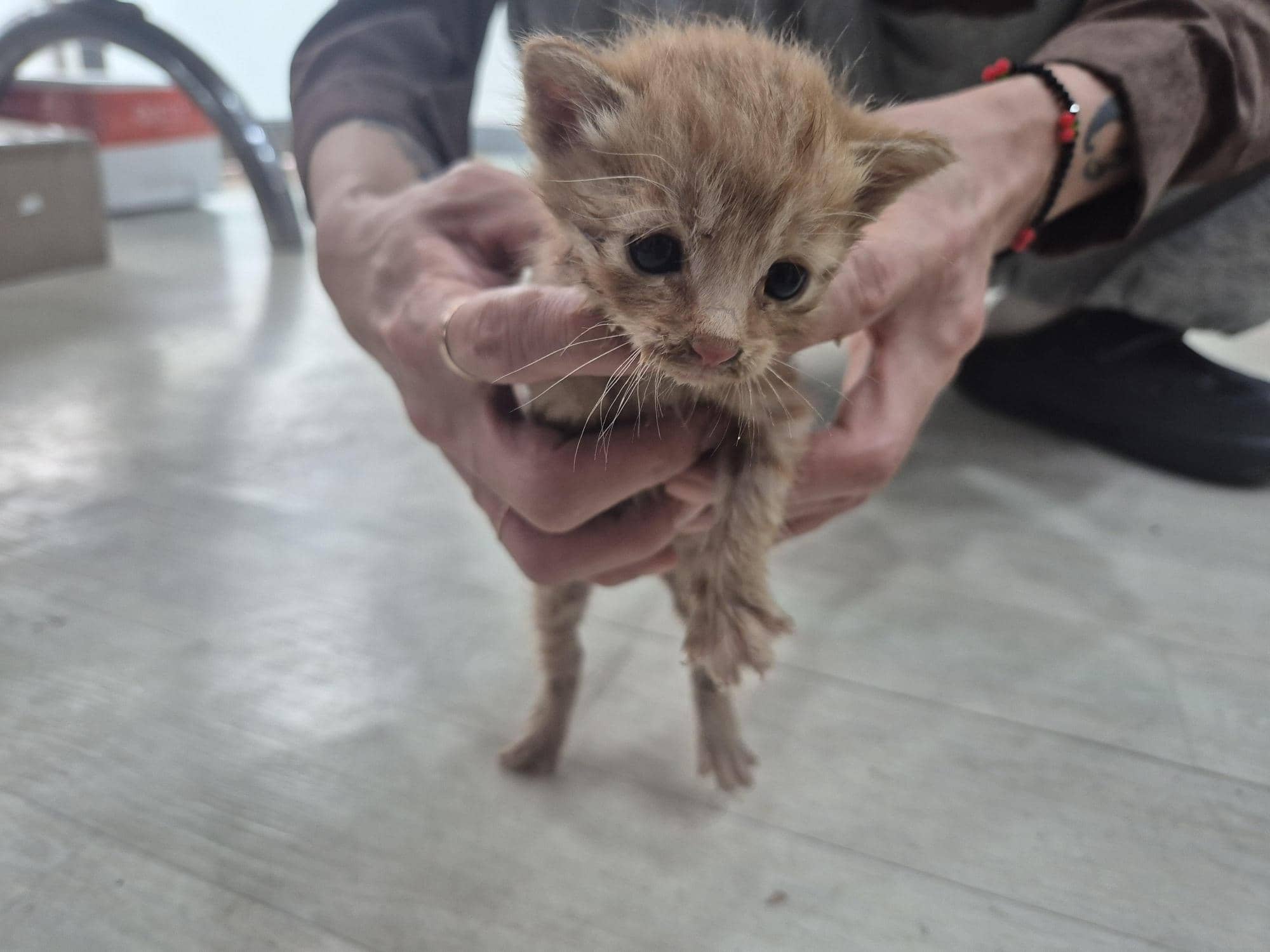 레몬색·흰색 한국 고양이, 수컷 · 생후 2개월 미만 · 0.15kg