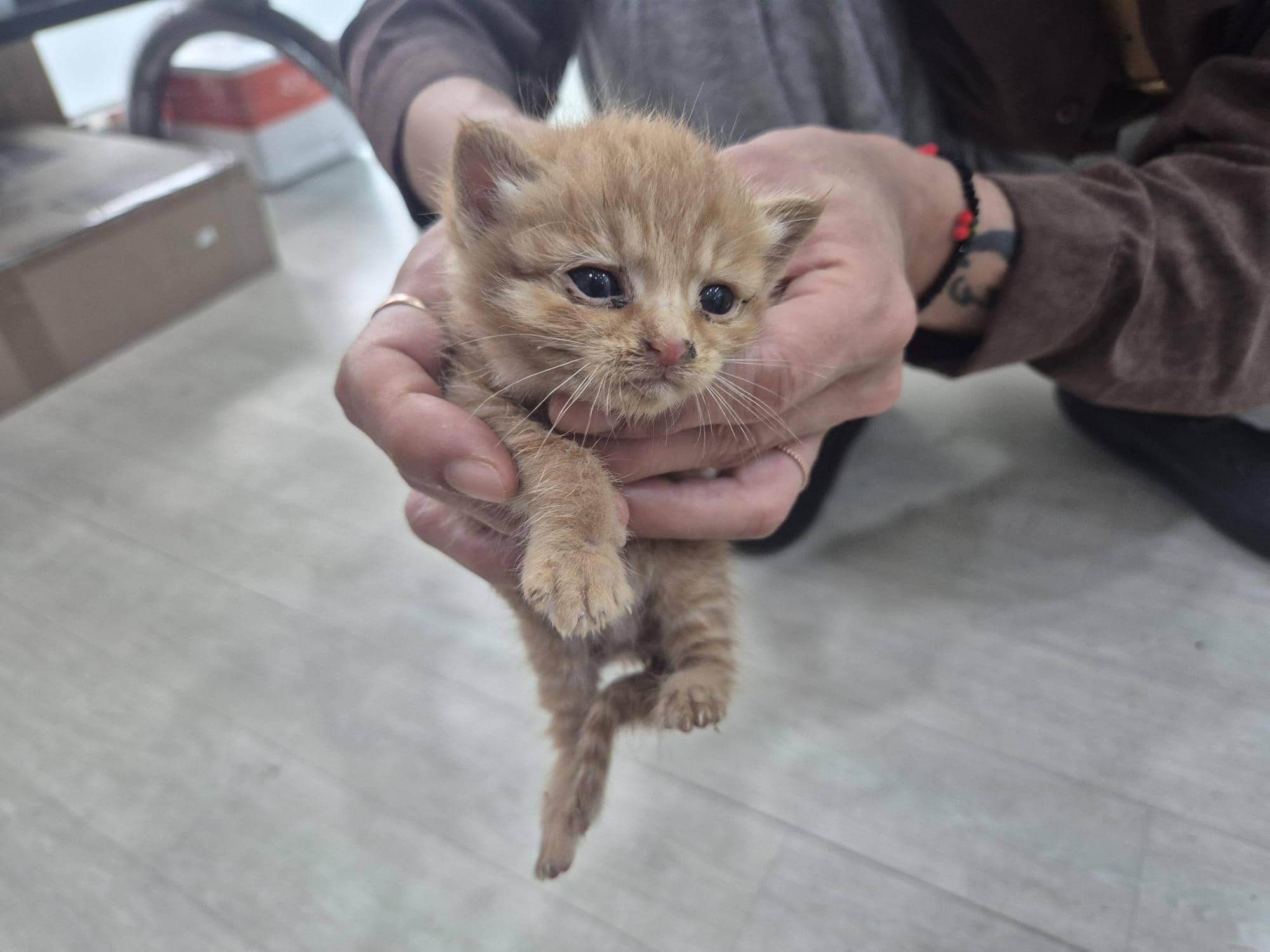 레몬색·흰색 한국 고양이, 수컷 · 생후 2개월 미만 · 0.15kg