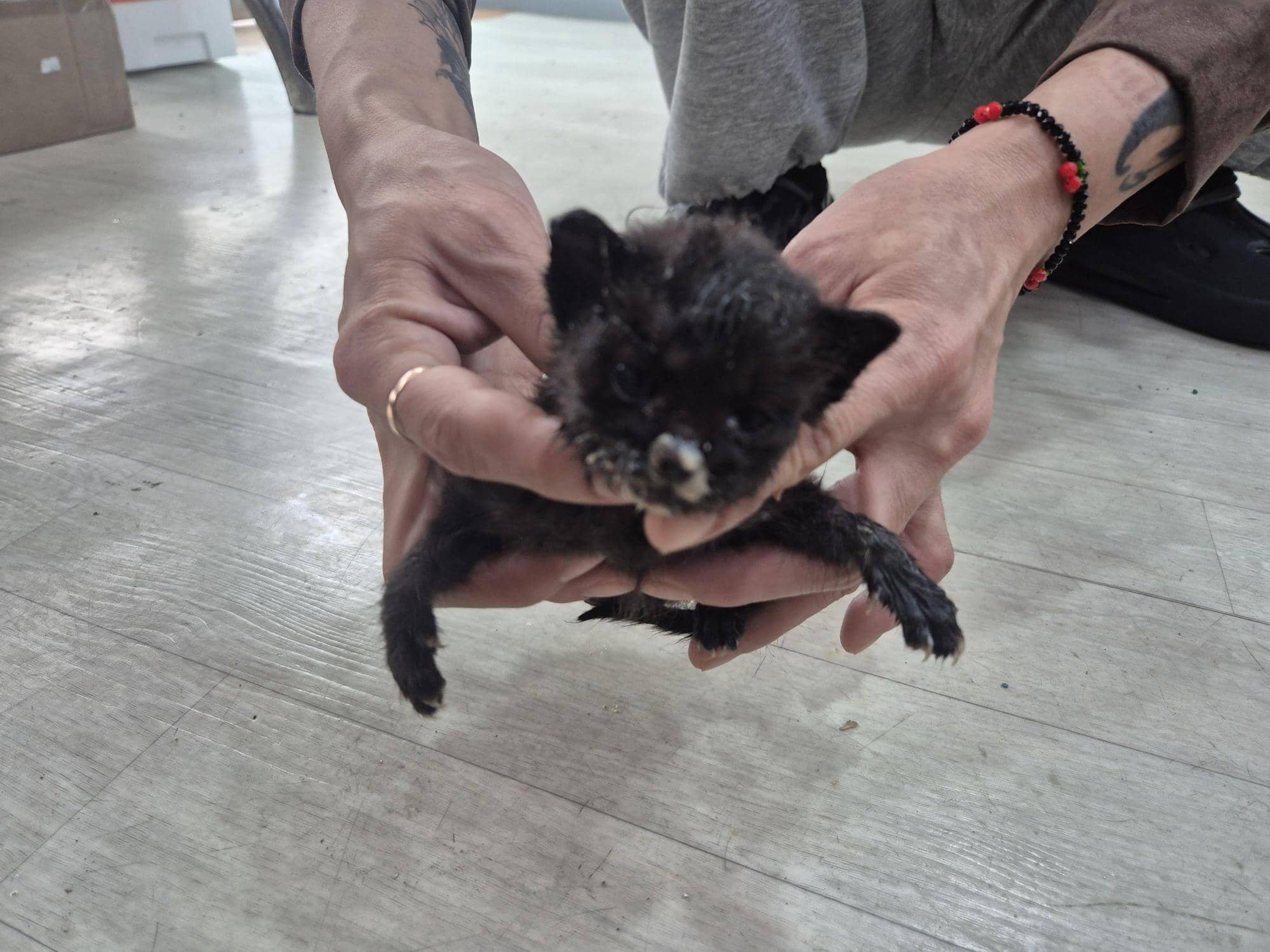 흰색·검은색 얼룩무늬 한국 고양이, 암컷 · 생후 2개월 미만 · 0.15kg