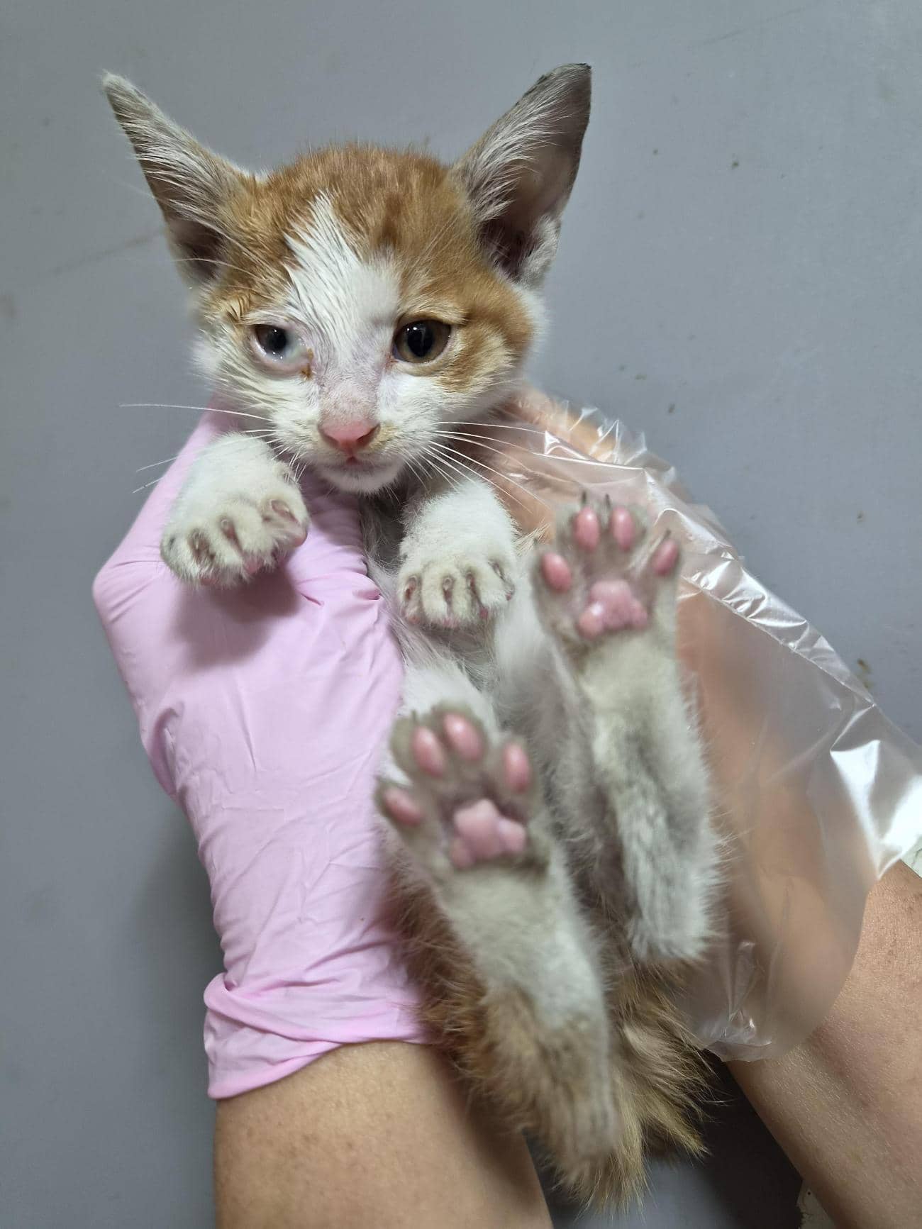 레몬색·흰색 한국 고양이, 수컷 · 생후 2개월 미만 · 0.4kg