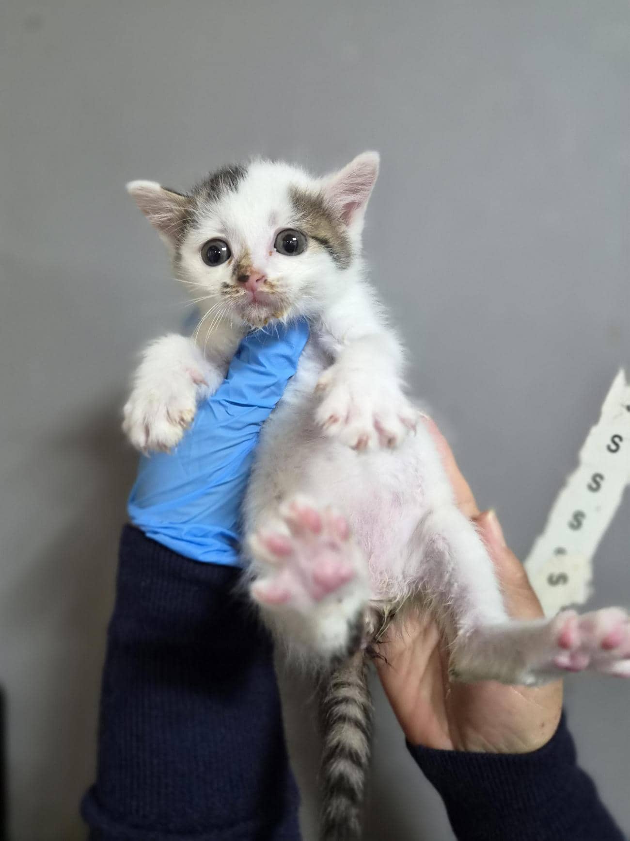 흰색·검은색 얼룩무늬 한국 고양이, 성별 확인 중 · 생후 2개월 미만 · 0.36kg