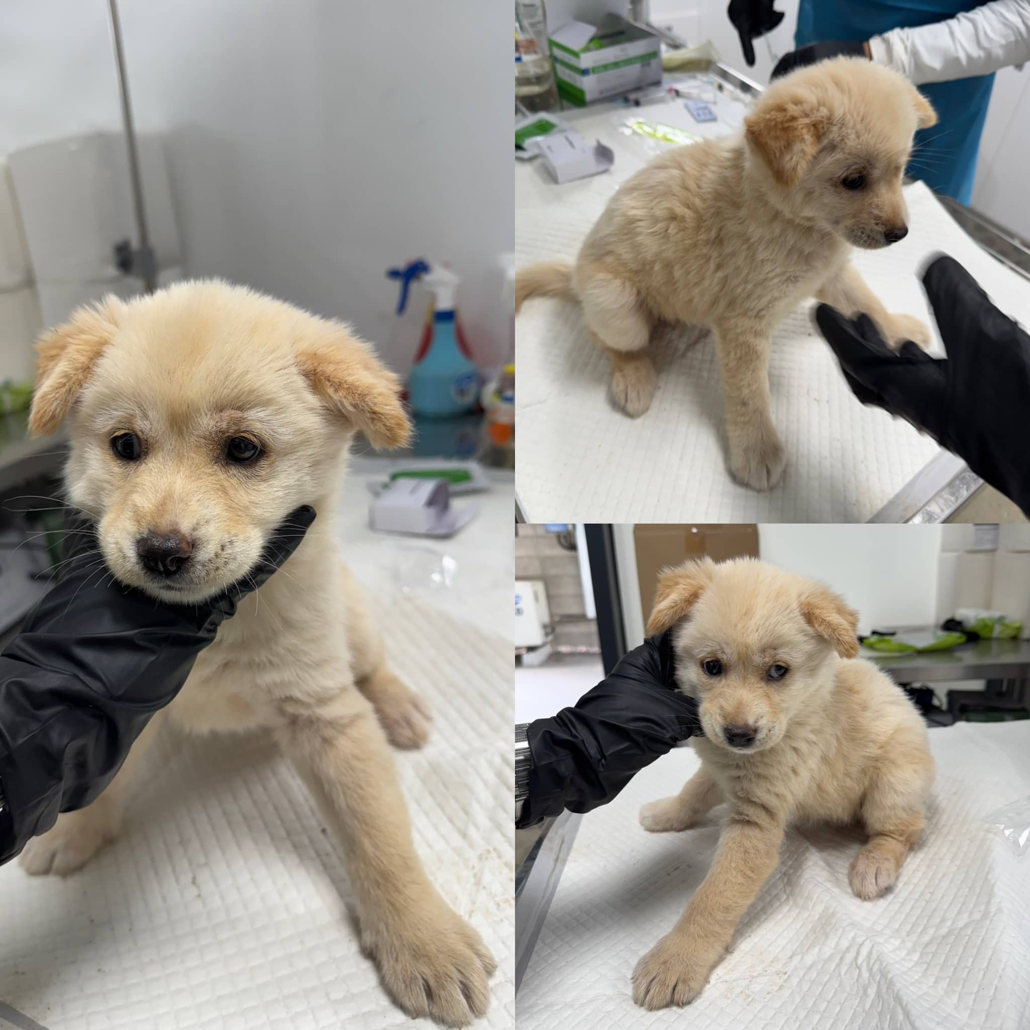 흰색·황갈색 믹스견, 암컷 · 1살 미만 추정 · 3kg