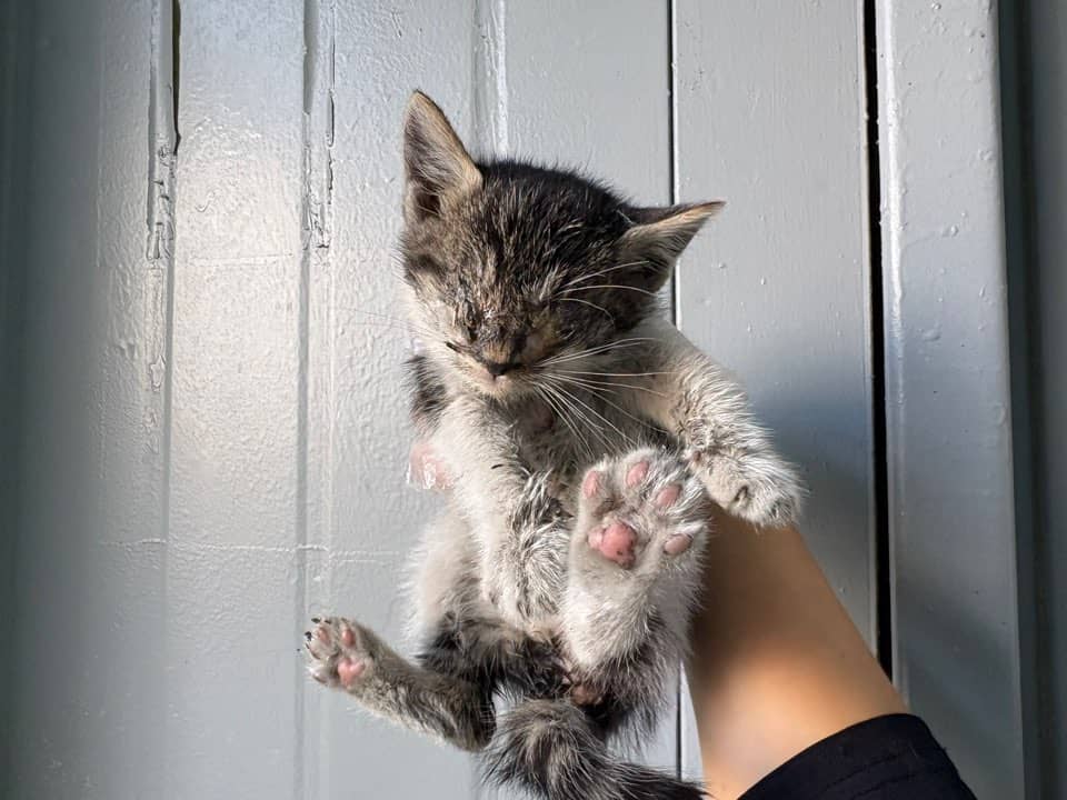 검정·흰색·갈색 한국 고양이, 암컷 · 1살 미만 추정 · 0.4kg