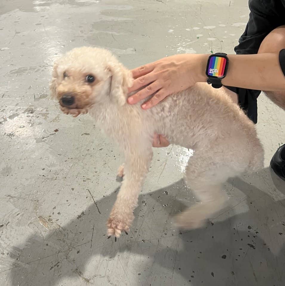 흰색 푸들, 수컷 · 3살 추정 · 4.5kg