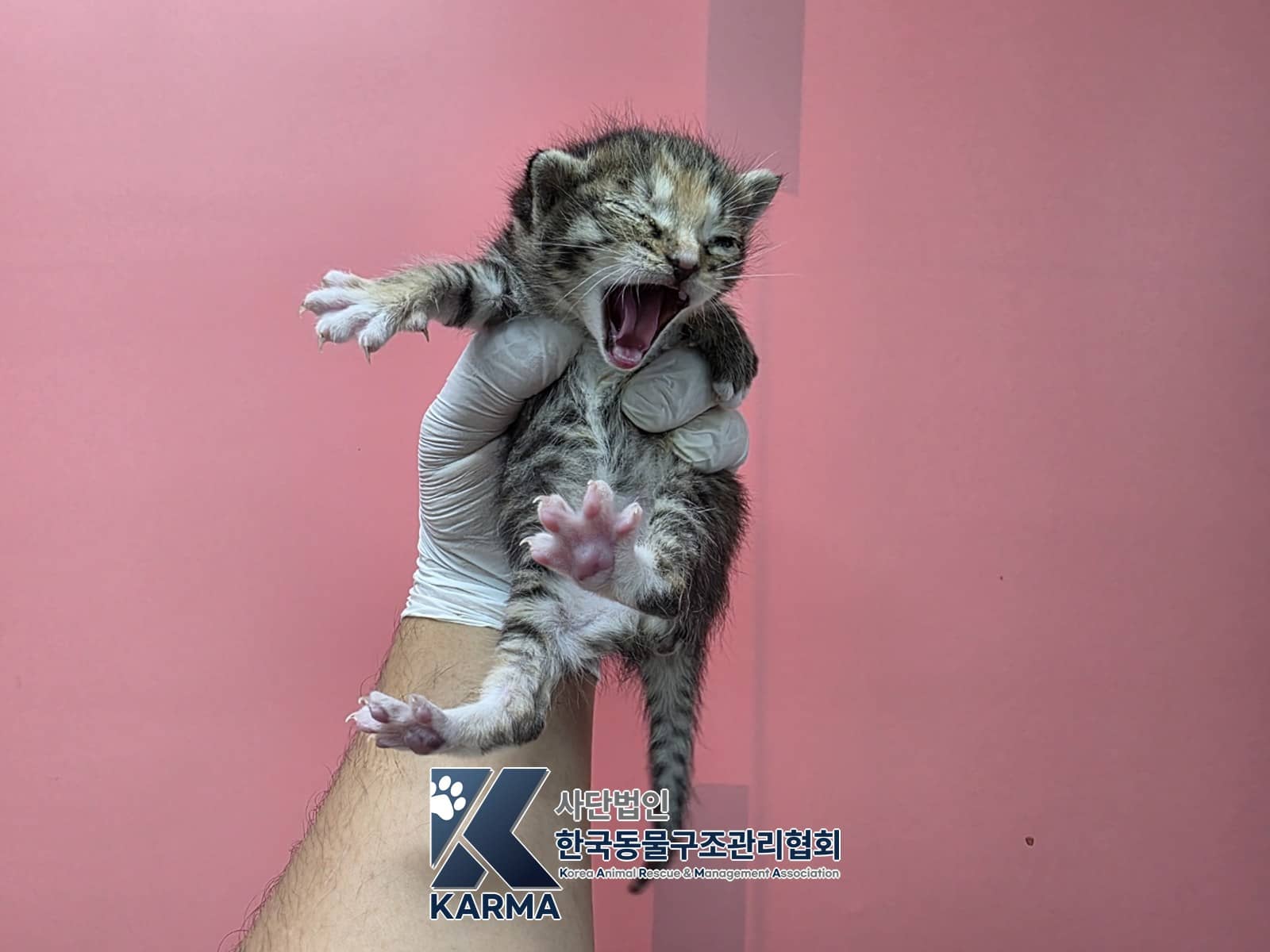 갈색·흰색·검정 한국 고양이, 암컷 · 생후 2개월 미만 · 0.2kg