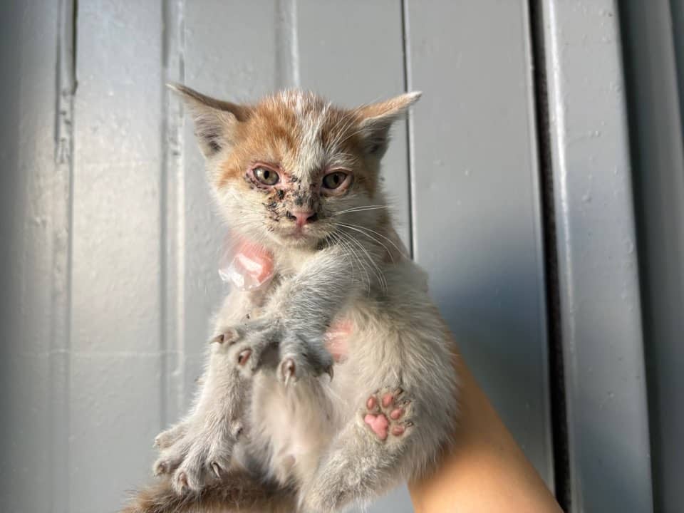 갈색·검정·흰색 한국 고양이, 수컷 · 1살 미만 추정 · 0.4kg