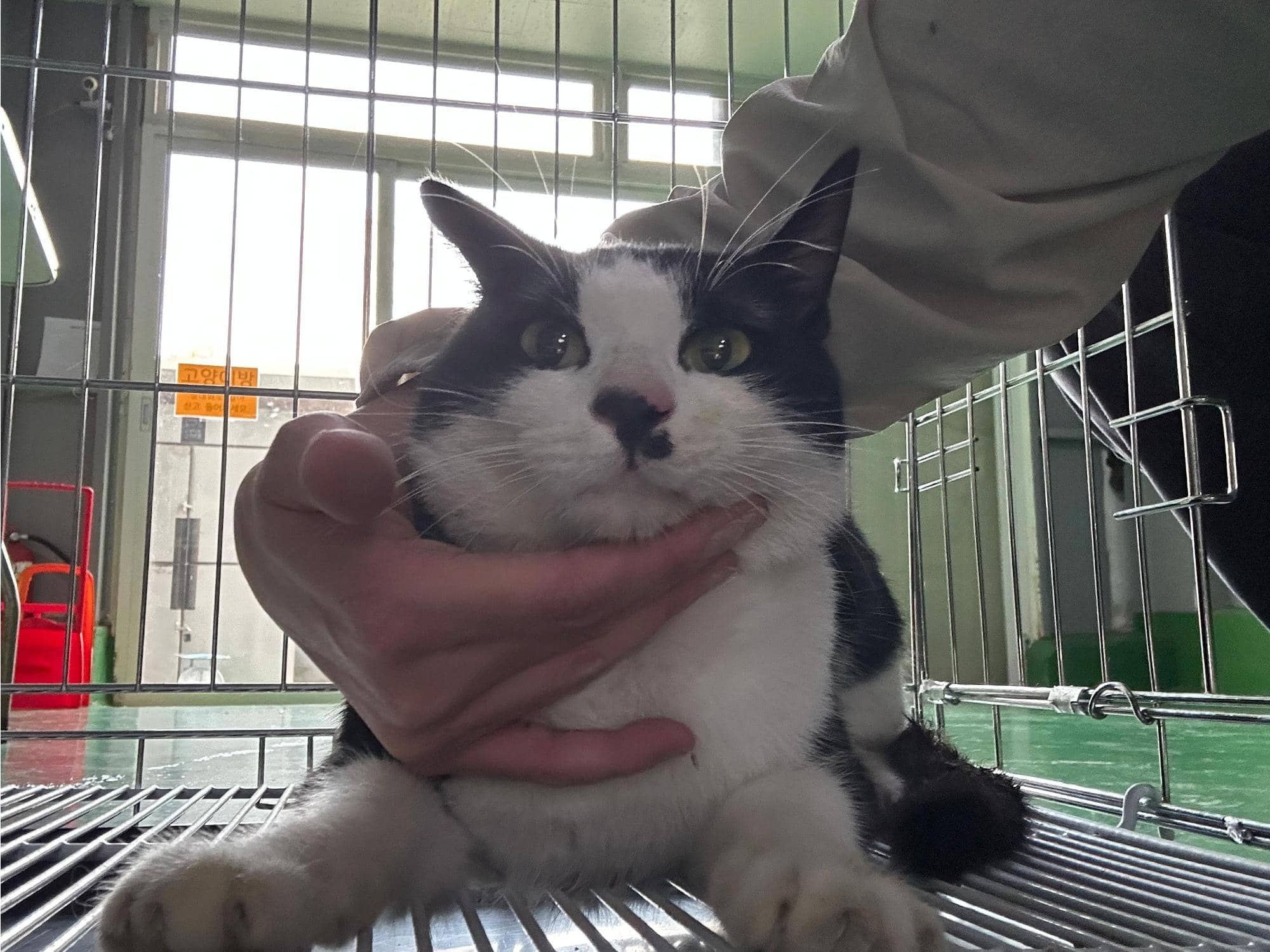 검정·흰색 한국 고양이, 수컷 · 4살 추정 · 5kg