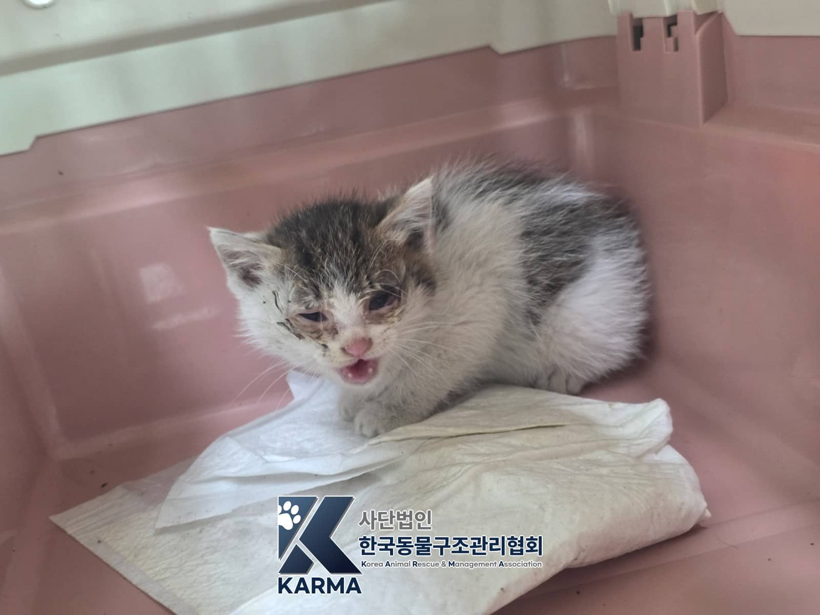 평행·전체·부분줄무늬 한국 고양이, 암컷 · 1살 미만 추정 · 0.35kg