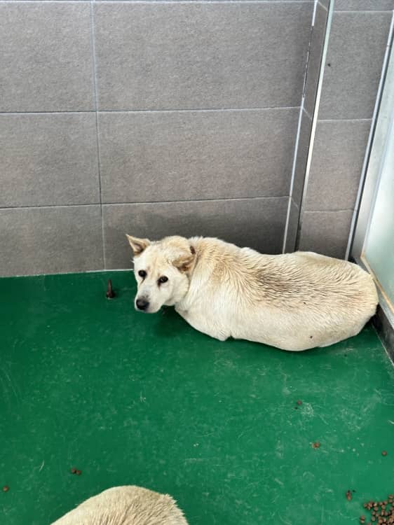 흰색 믹스견, 암컷 · 2살 추정 · 25kg