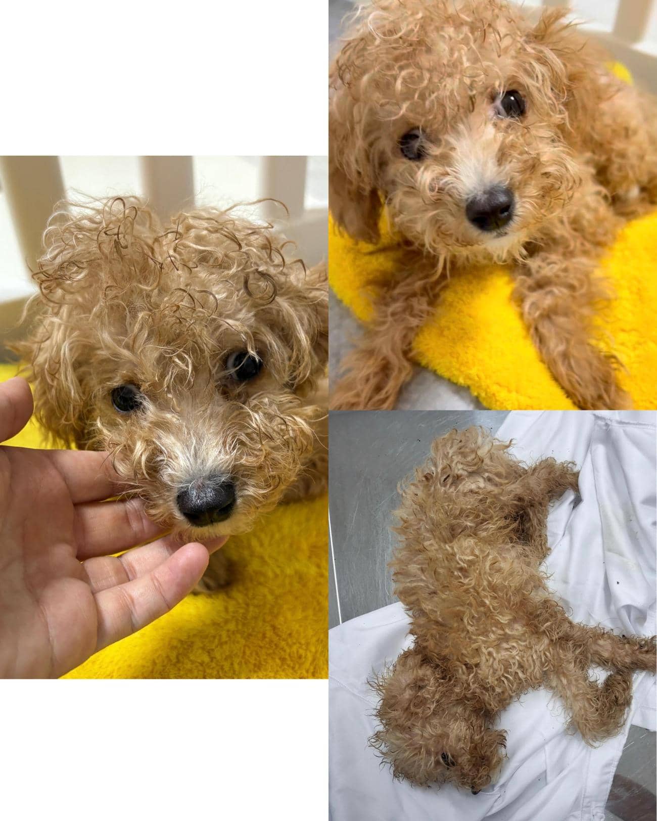 갈색 푸들, 수컷 · 1살 미만 추정 · 2.8kg