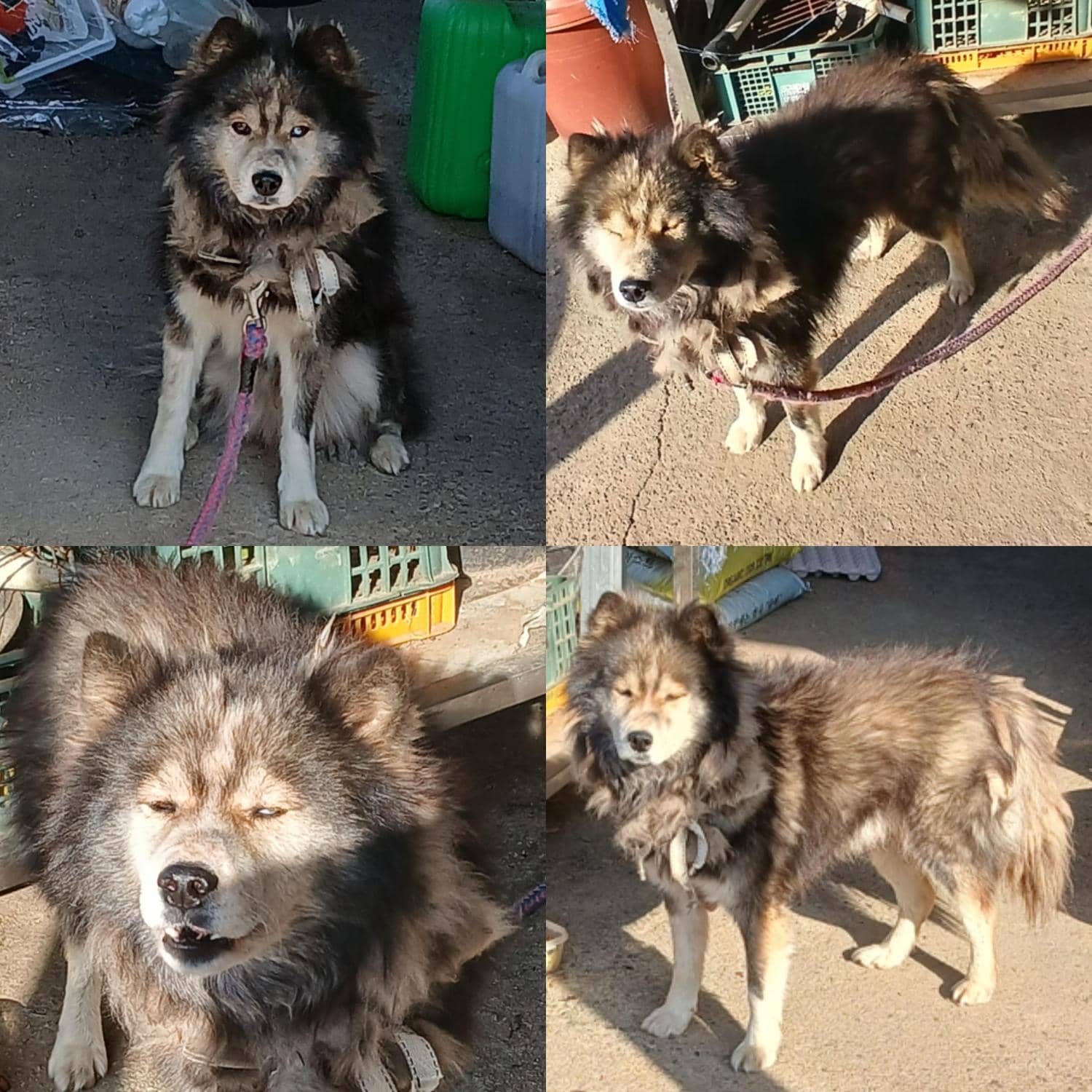 갈색·검정·흰색 믹스견, 수컷 · 3살 추정 · 15kg