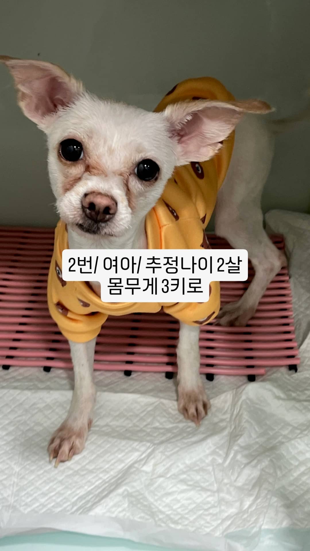 흰색 믹스견, 암컷 · 2살 추정 · 3kg