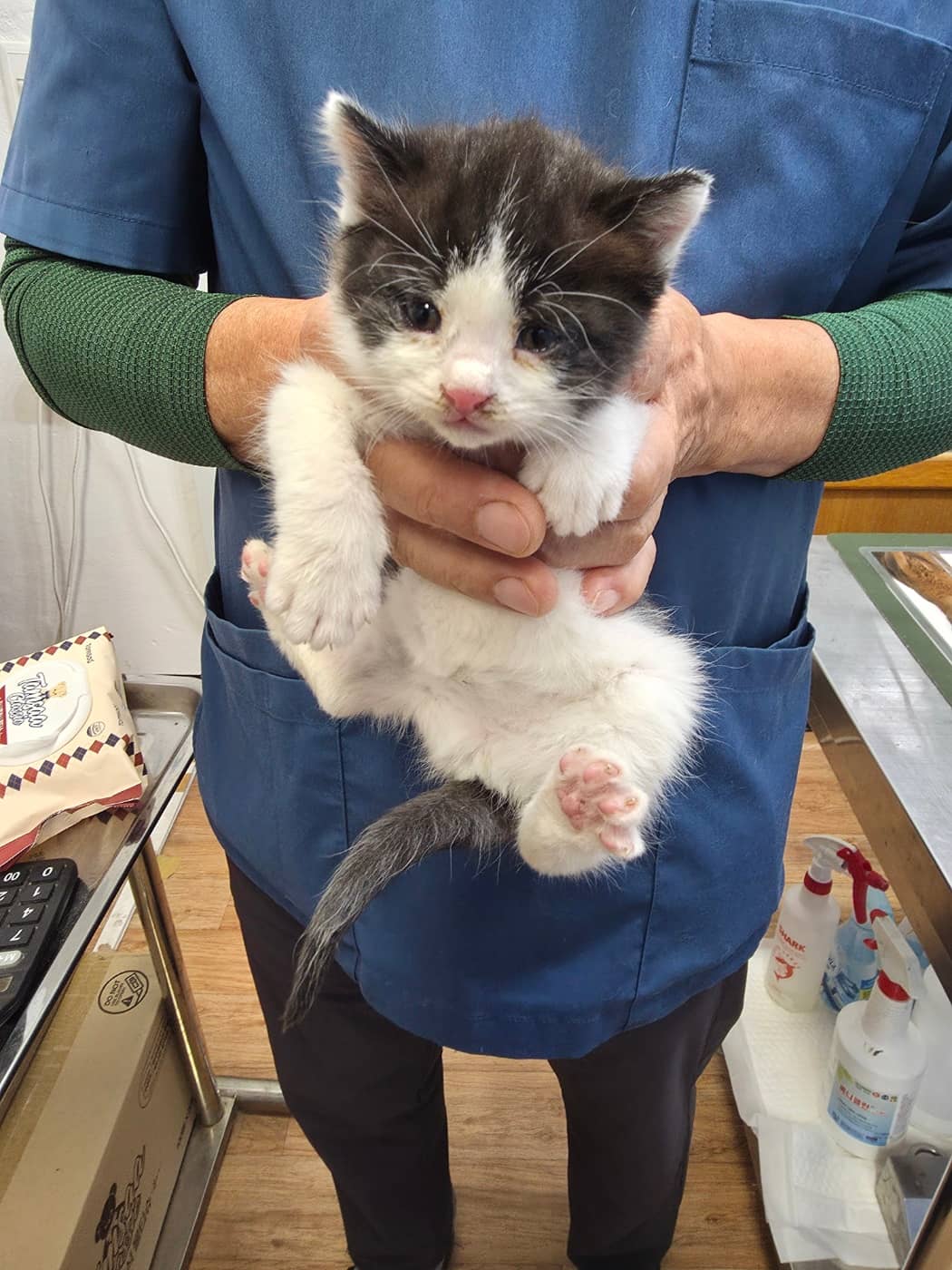 흰색·검은색 얼룩무늬 한국 고양이, 성별 확인 중 · 생후 2개월 미만 · 0.5kg