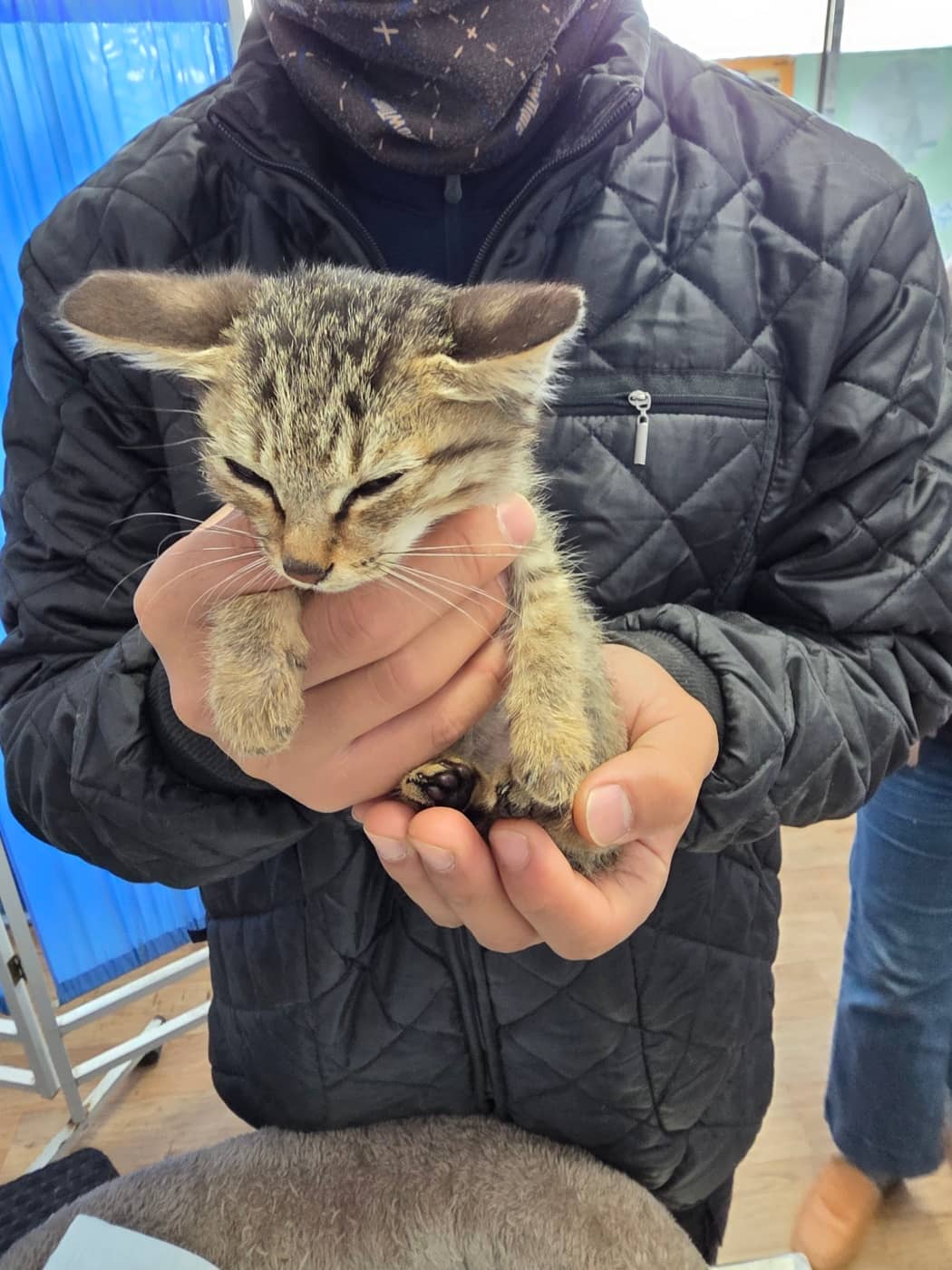 검은색흰색황토색 한국 고양이, 성별 확인 중 · 생후 2개월 미만 · 0.3kg
