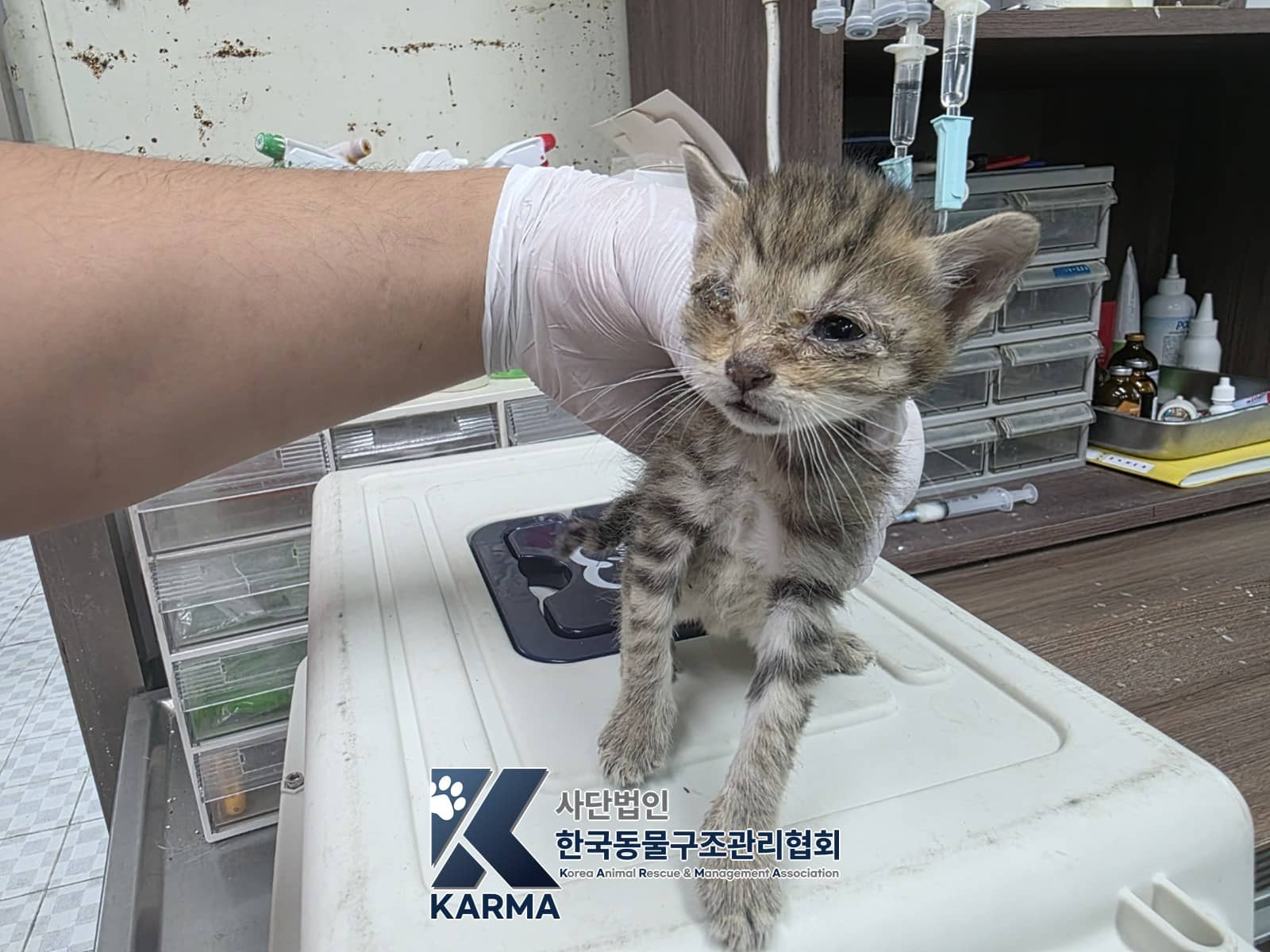 갈색·검정·흰색 한국 고양이, 암컷 · 생후 2개월 미만 · 0.24kg