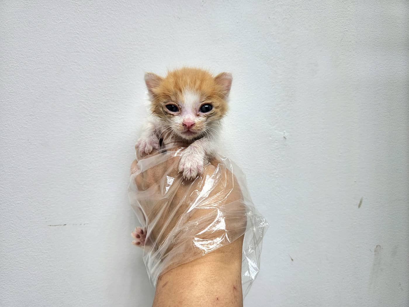 노랑색 한국 고양이, 암컷 · 생후 2개월 미만 · 0.2kg