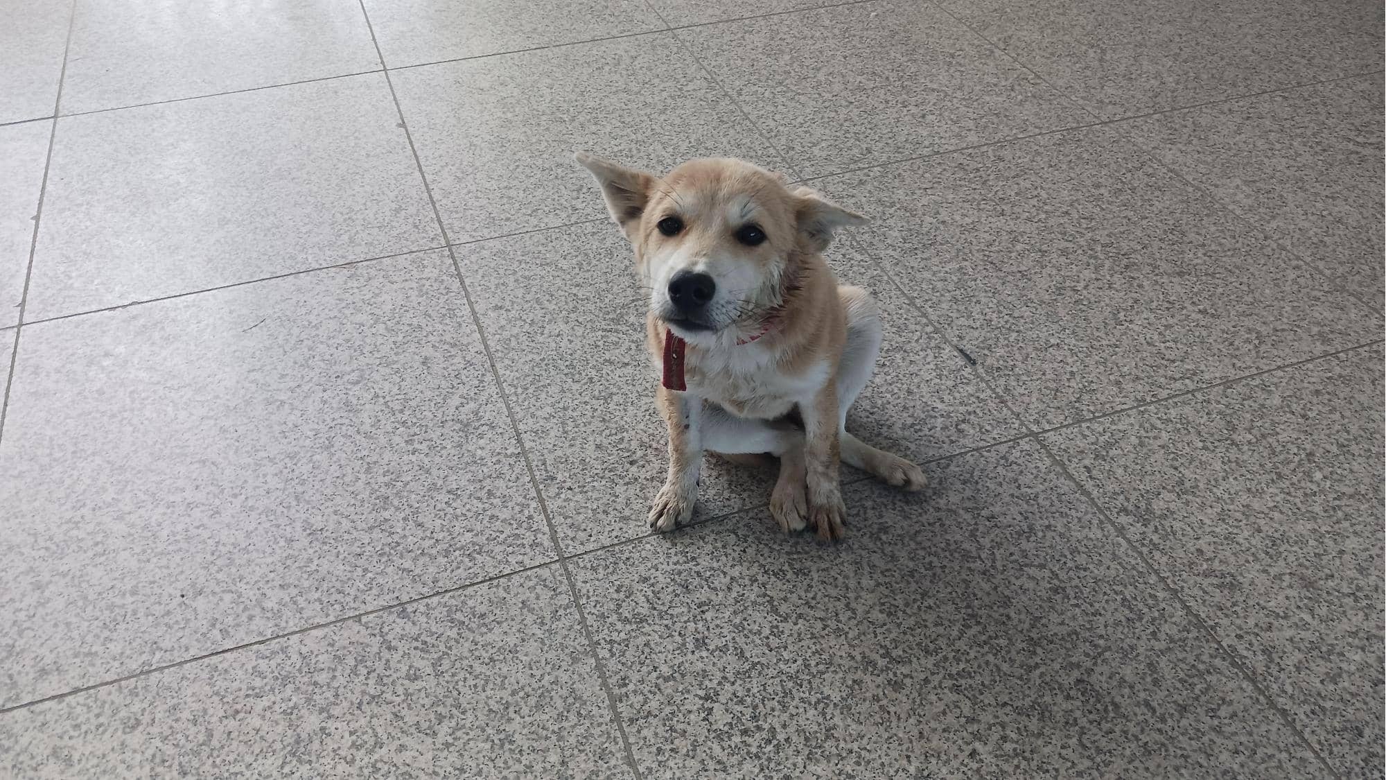 황갈색 믹스견, 암컷 · 3살 추정 · 8kg