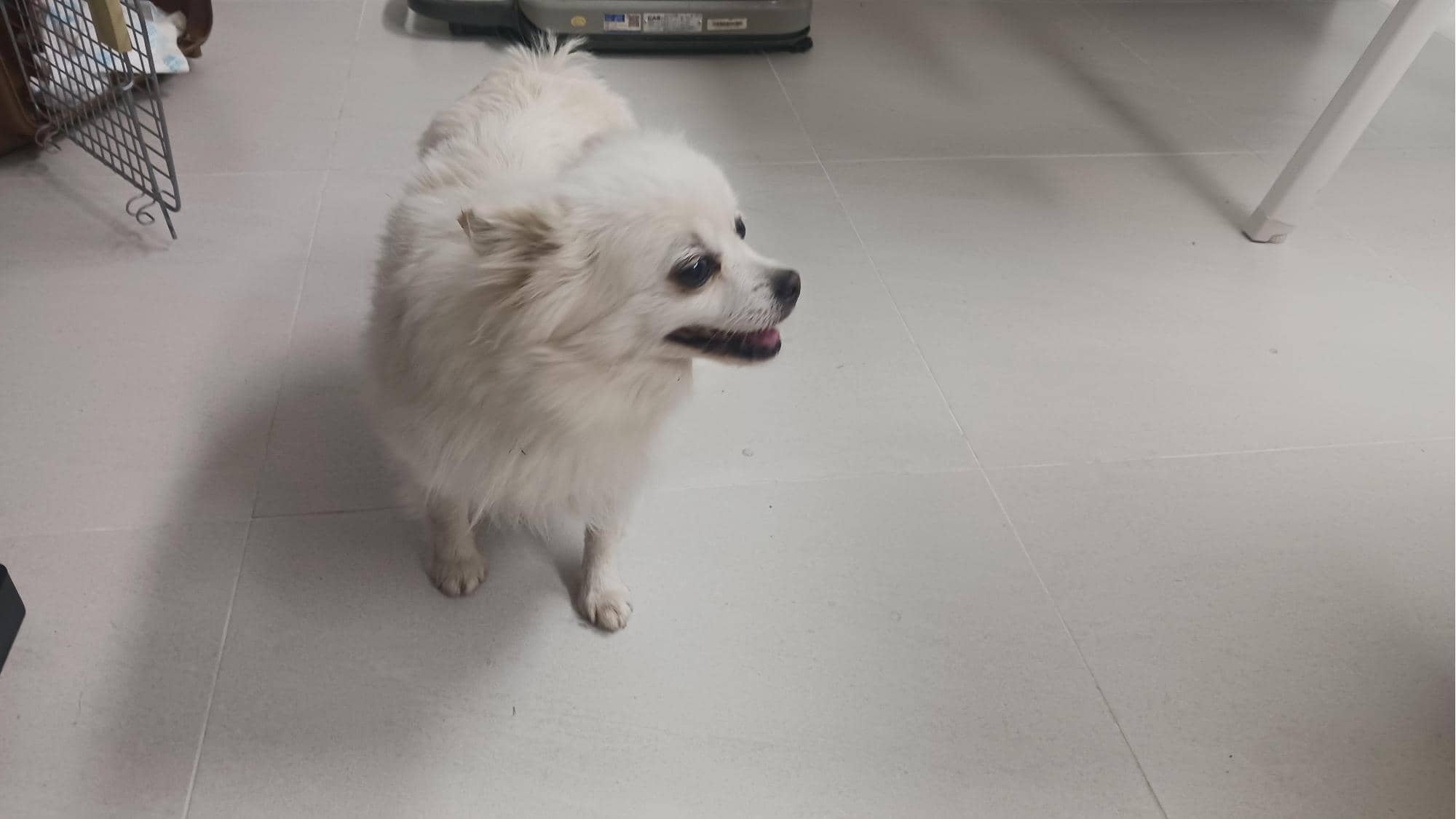 흰색 믹스견, 암컷 · 3살 추정 · 5.26kg