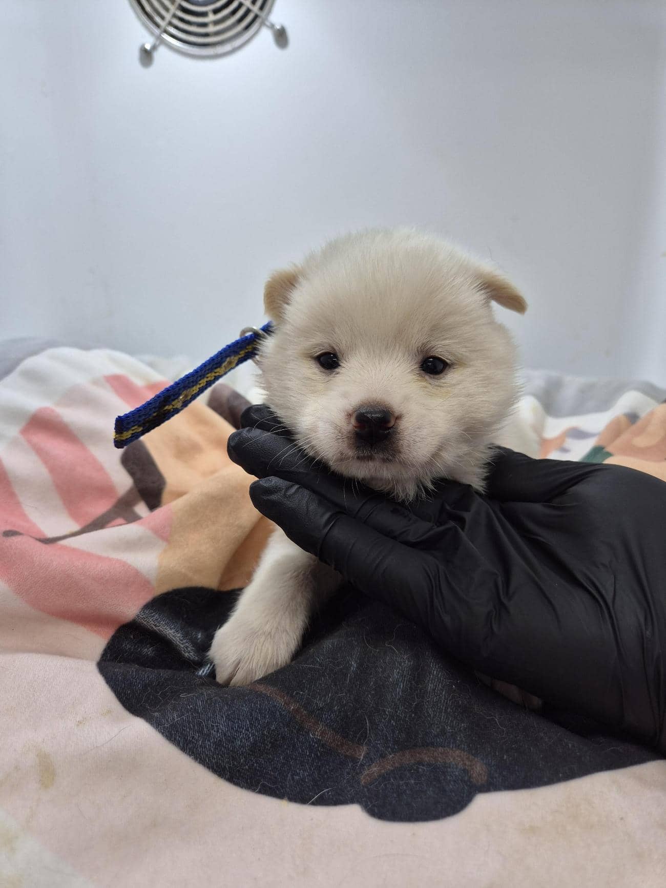 흰색 믹스견, 암컷 · 1살 미만 추정 · 1.31kg