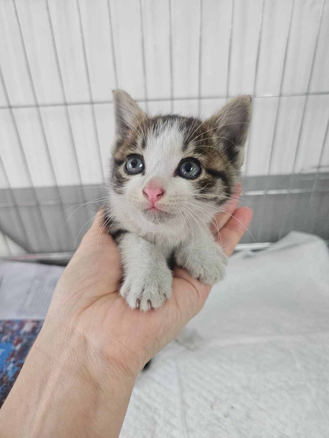 평행·전체·부분줄무늬 한국 고양이, 성별 확인 중 · 생후 2개월 미만 · 1kg