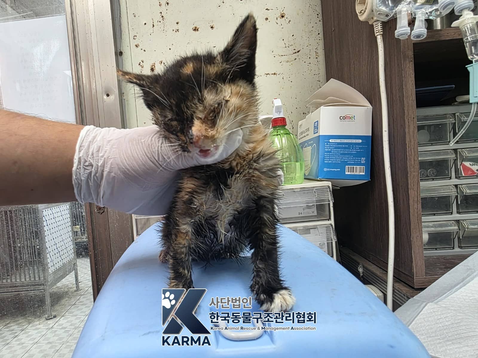 갈색·검정·흰색 한국 고양이, 암컷 · 1살 미만 추정 · 0.39kg