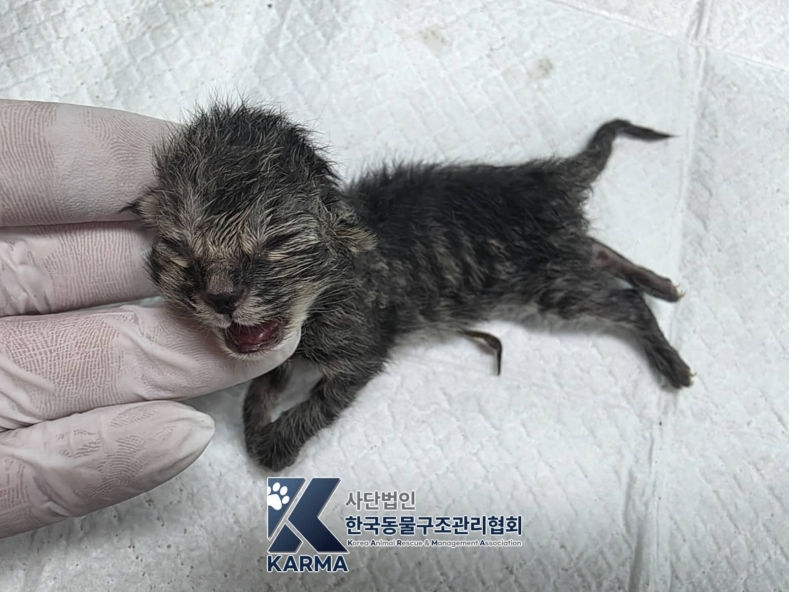 검정·흰색·갈색 한국 고양이, 암컷 · 생후 2개월 미만 · 0.07kg