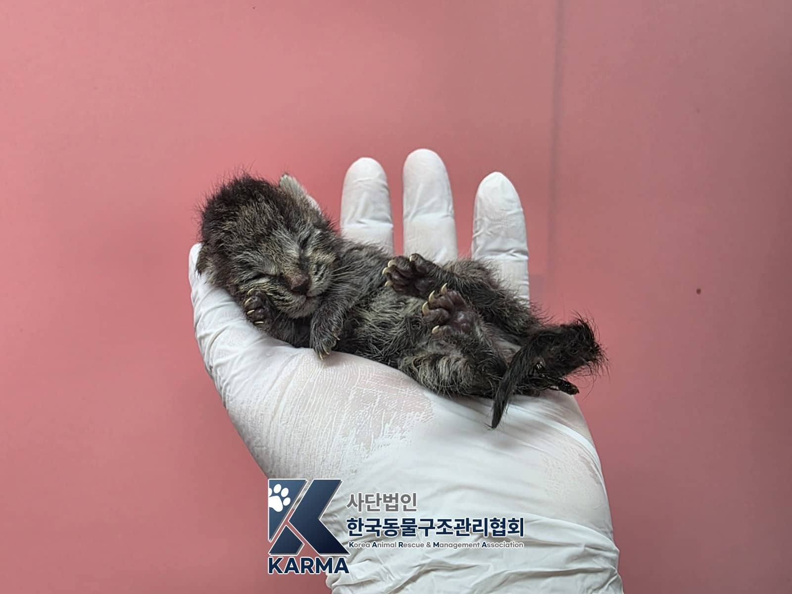 갈색·검정·흰색 한국 고양이, 수컷 · 생후 2개월 미만 · 0.08kg