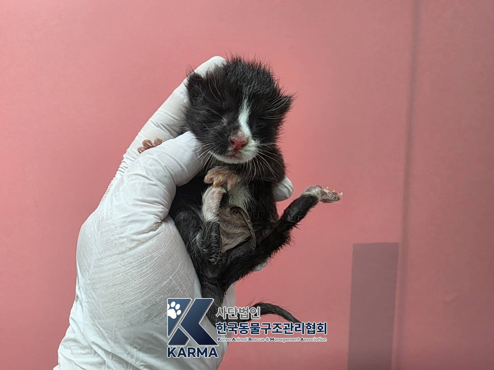 검정·흰색 한국 고양이, 수컷 · 생후 2개월 미만 · 0.01kg