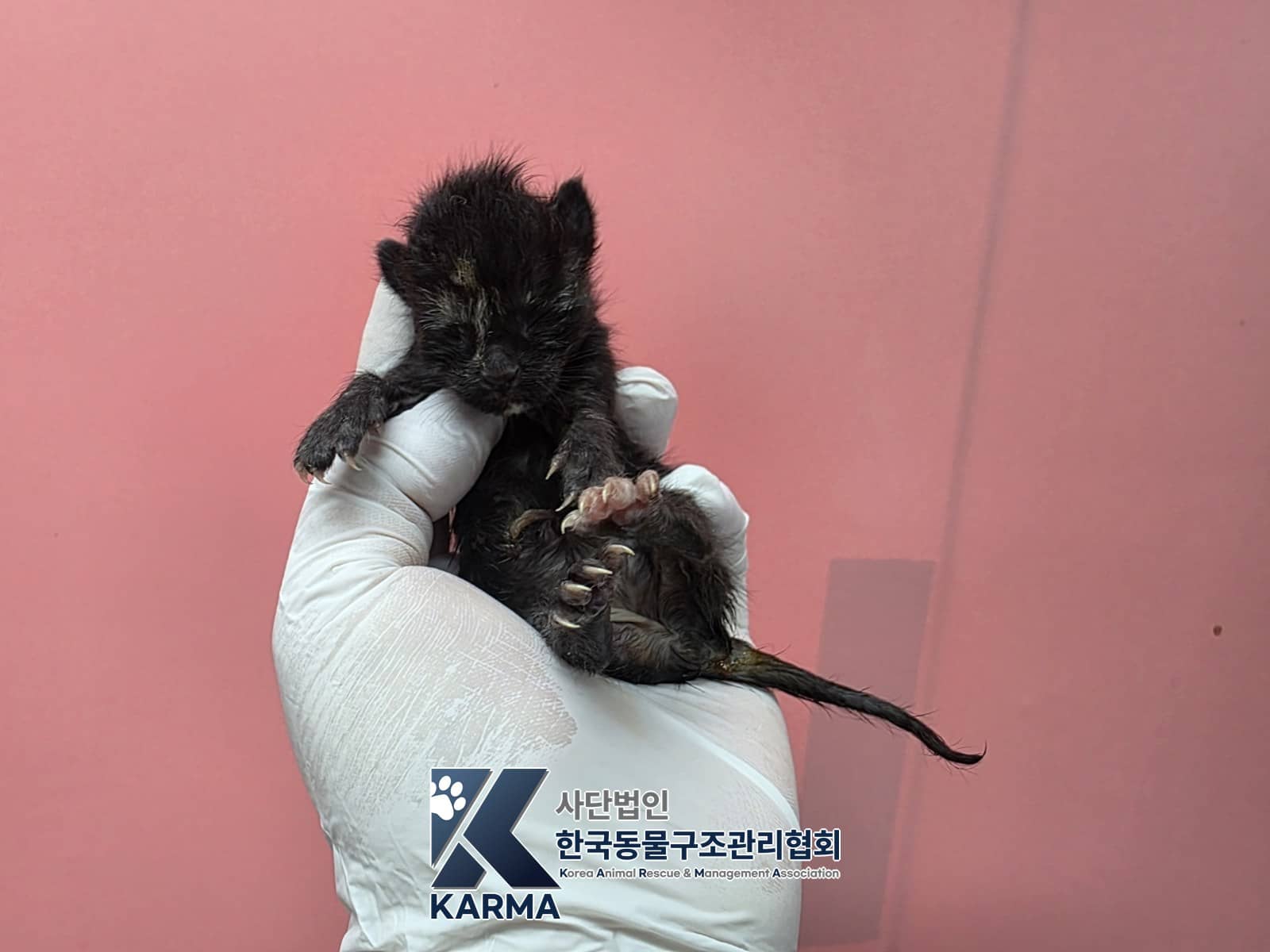 검정·흰색 한국 고양이, 암컷 · 생후 2개월 미만 · 0.08kg
