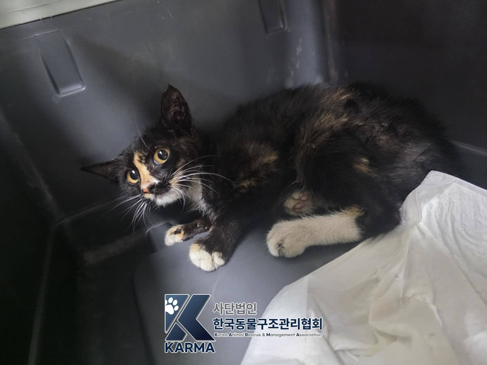 검정·흰색 한국 고양이, 암컷 · 1살 미만 추정 · 1kg