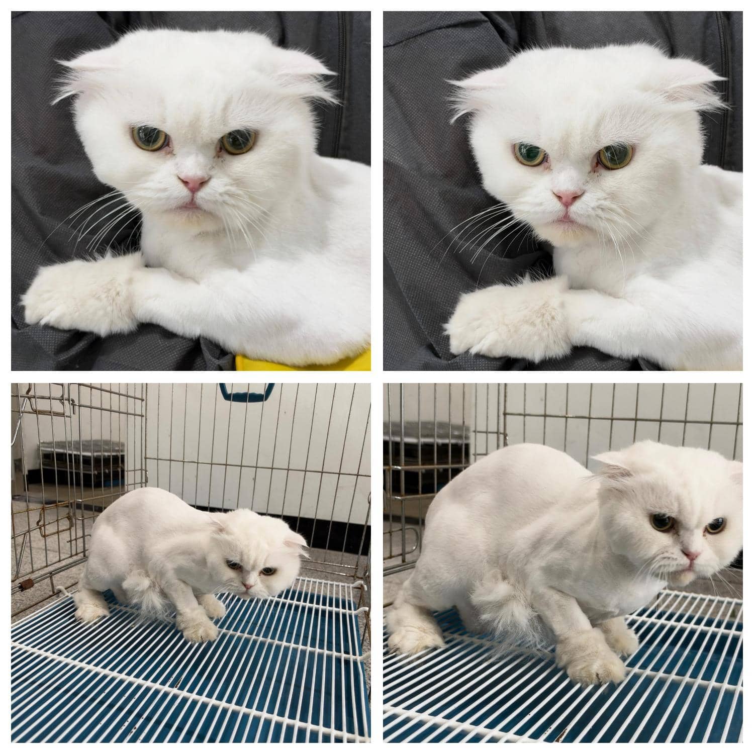 흰색 스코티시폴드, 암컷 · 3살 추정 · 3.9kg