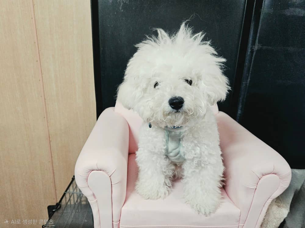 흰색 비숑 프리제, 수컷 · 1살 미만 추정 · 5kg